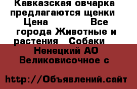 Кавказская овчарка -предлагаются щенки › Цена ­ 20 000 - Все города Животные и растения » Собаки   . Ненецкий АО,Великовисочное с.